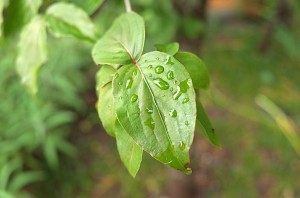 leaf1306