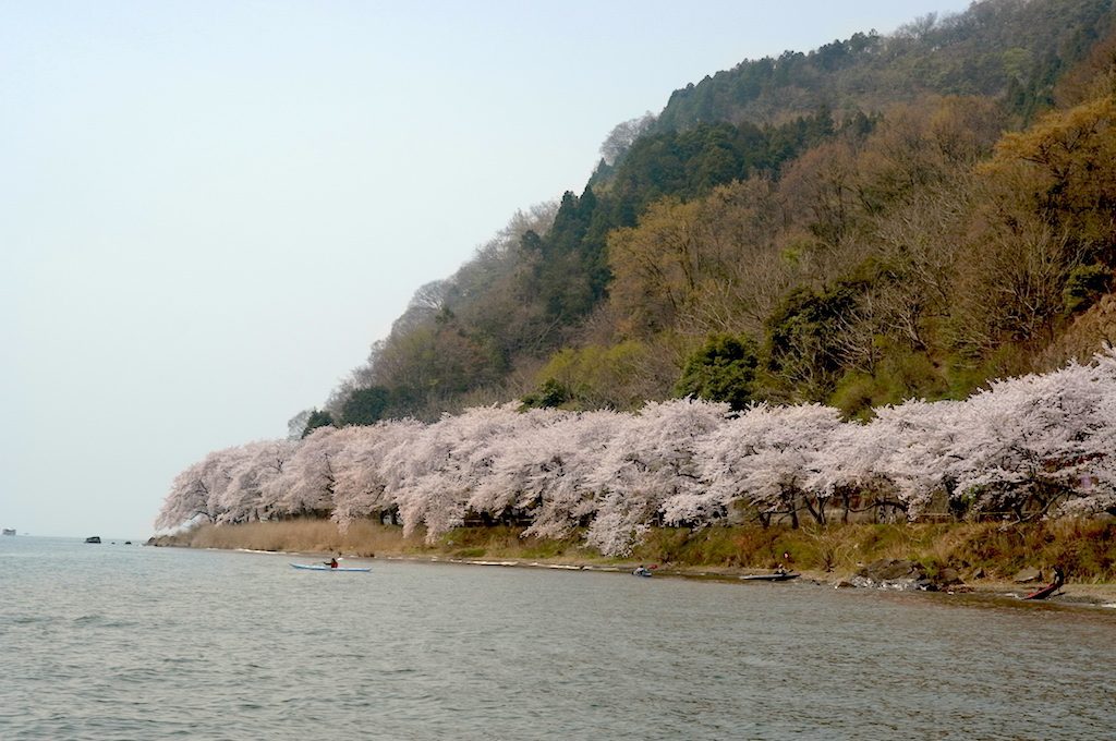 延々と続く湖岸道路沿いの桜。菅浦まで入れると10kmは超えているでしょう。