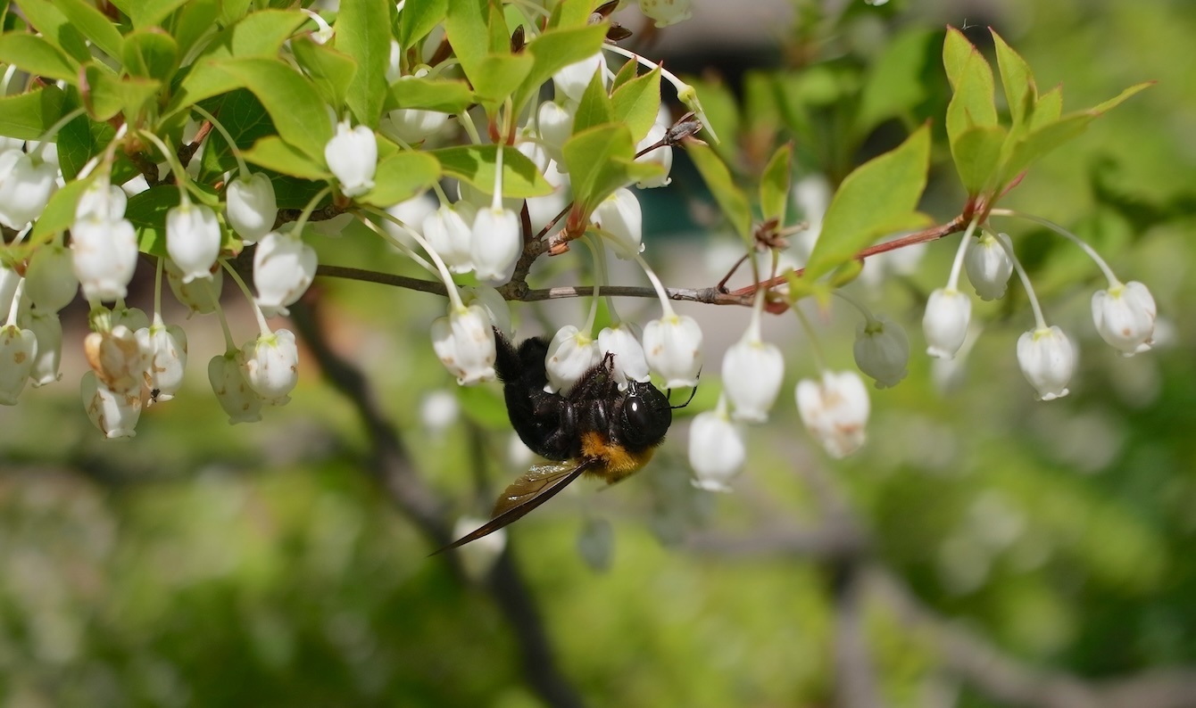 Bumblebee