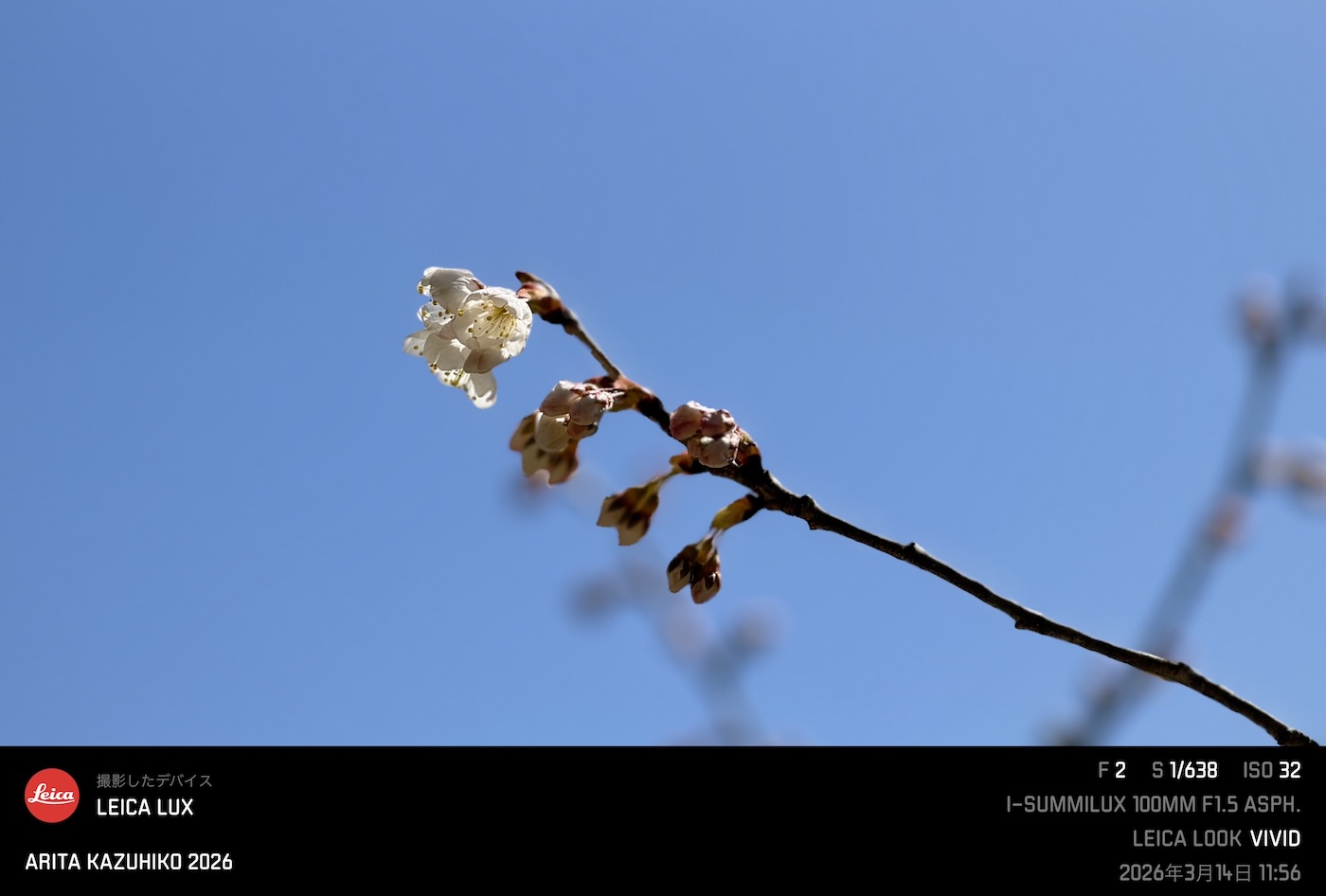 サクランボ開花