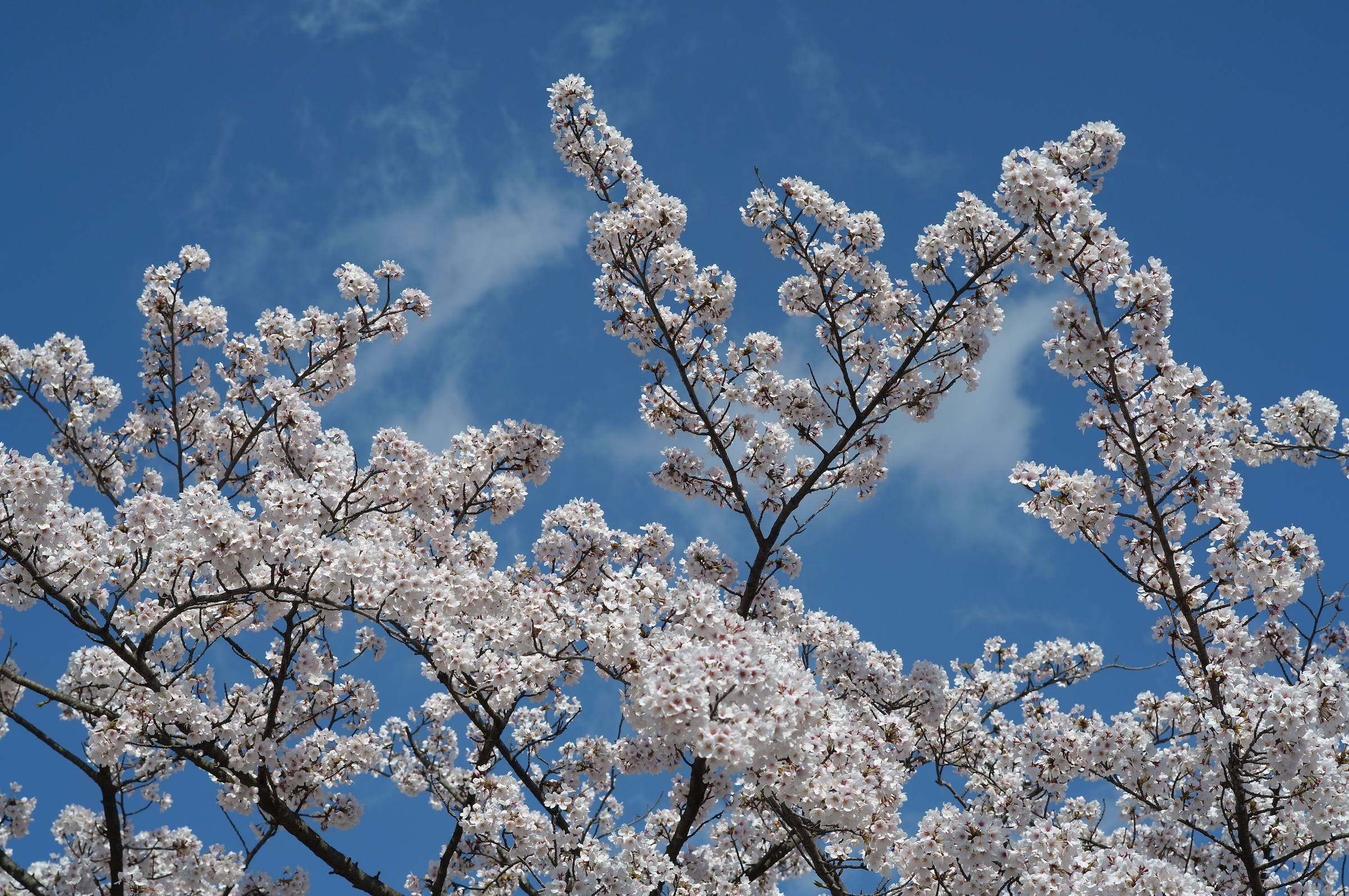 桜 2012