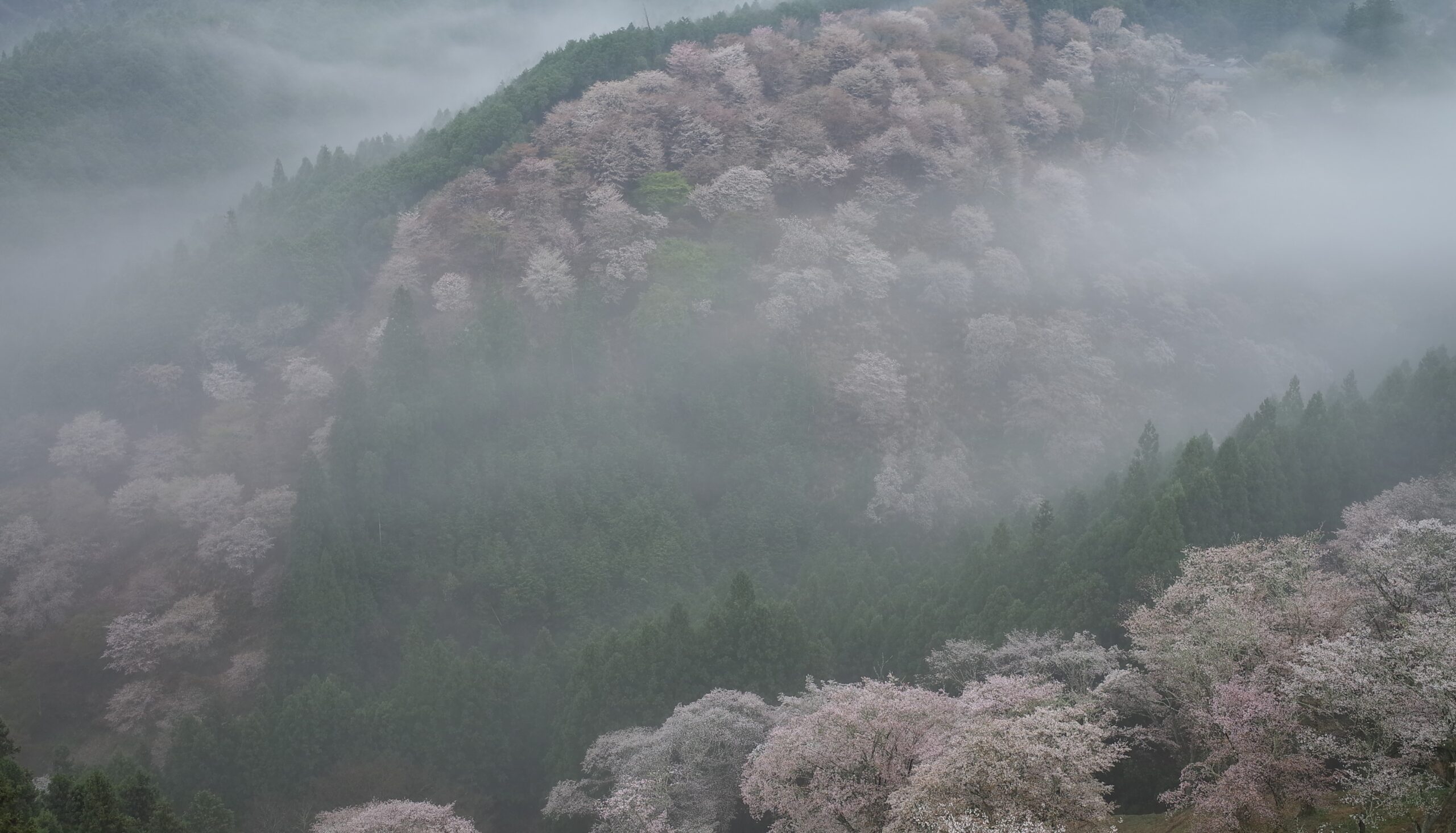 吉野の桜