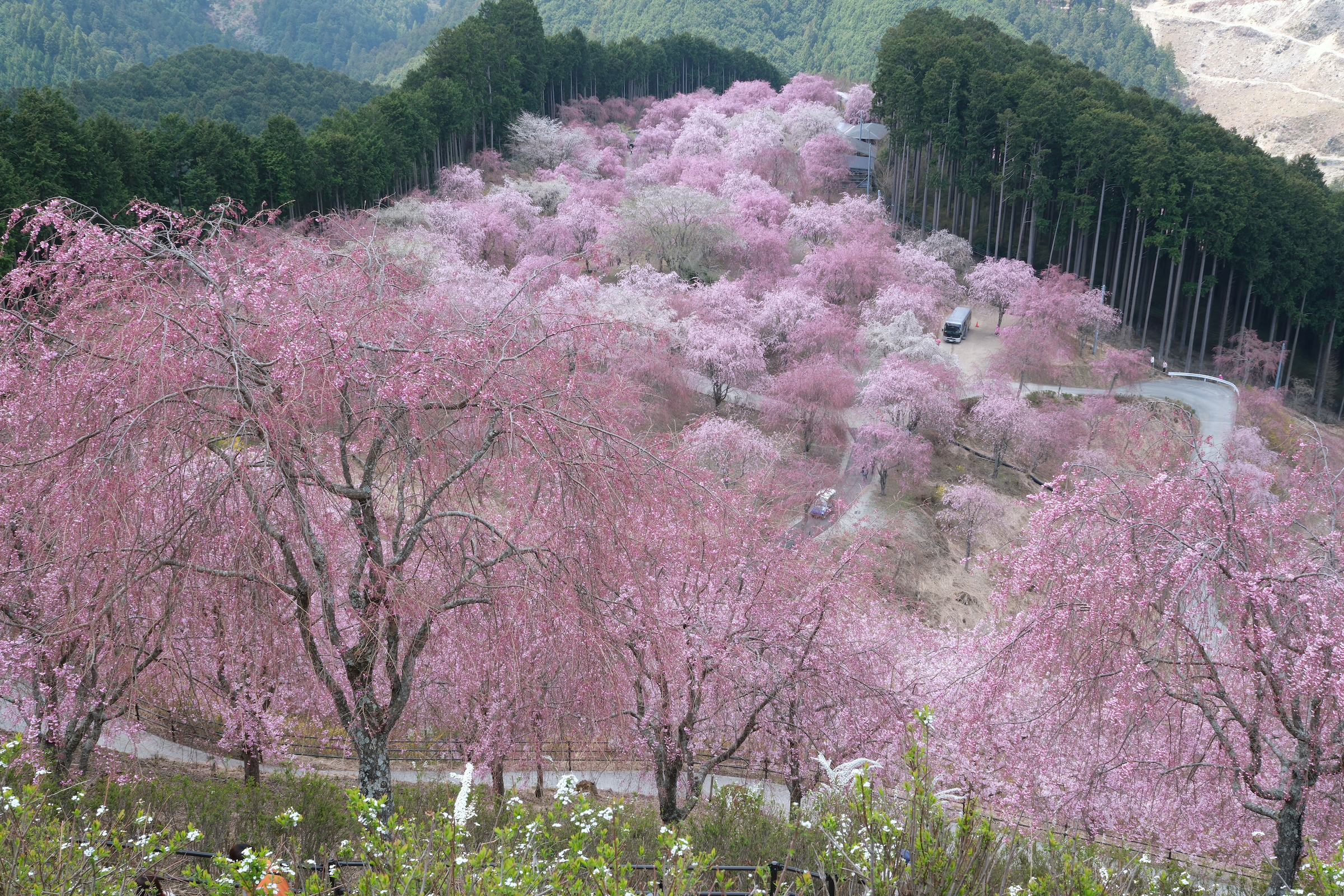 高見の桜