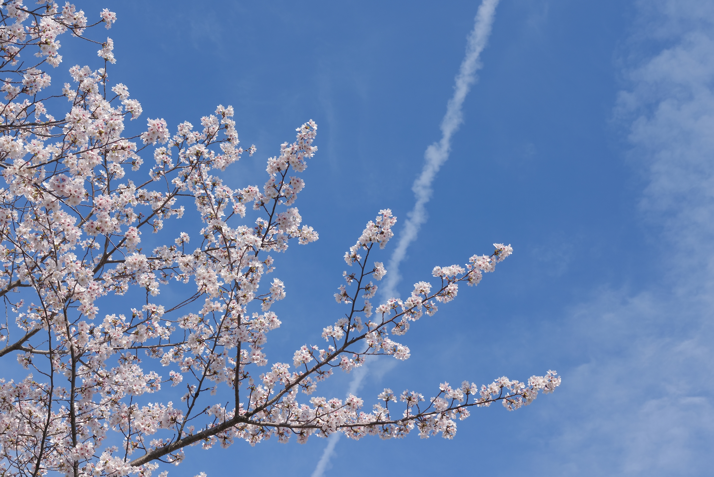 桜 2026